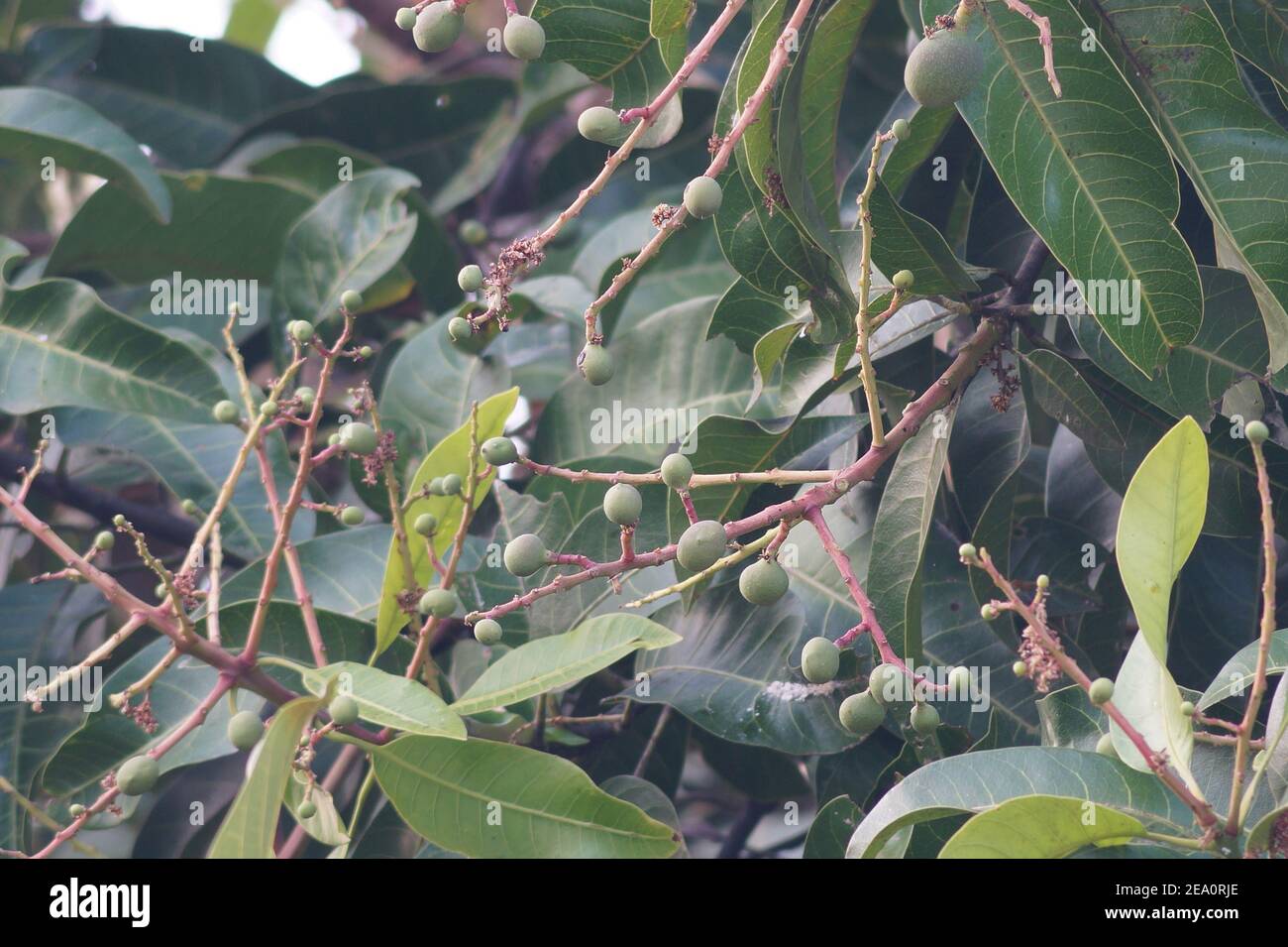 Pequeños mangos en la época de floración del árbol de Mango Foto de stock