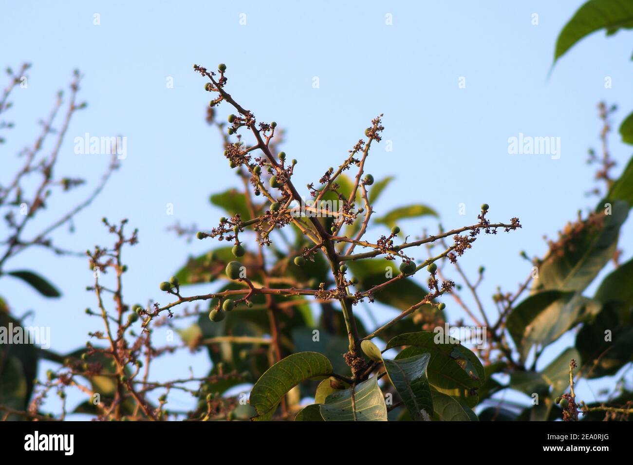 Florecimiento del árbol de Mango Foto de stock