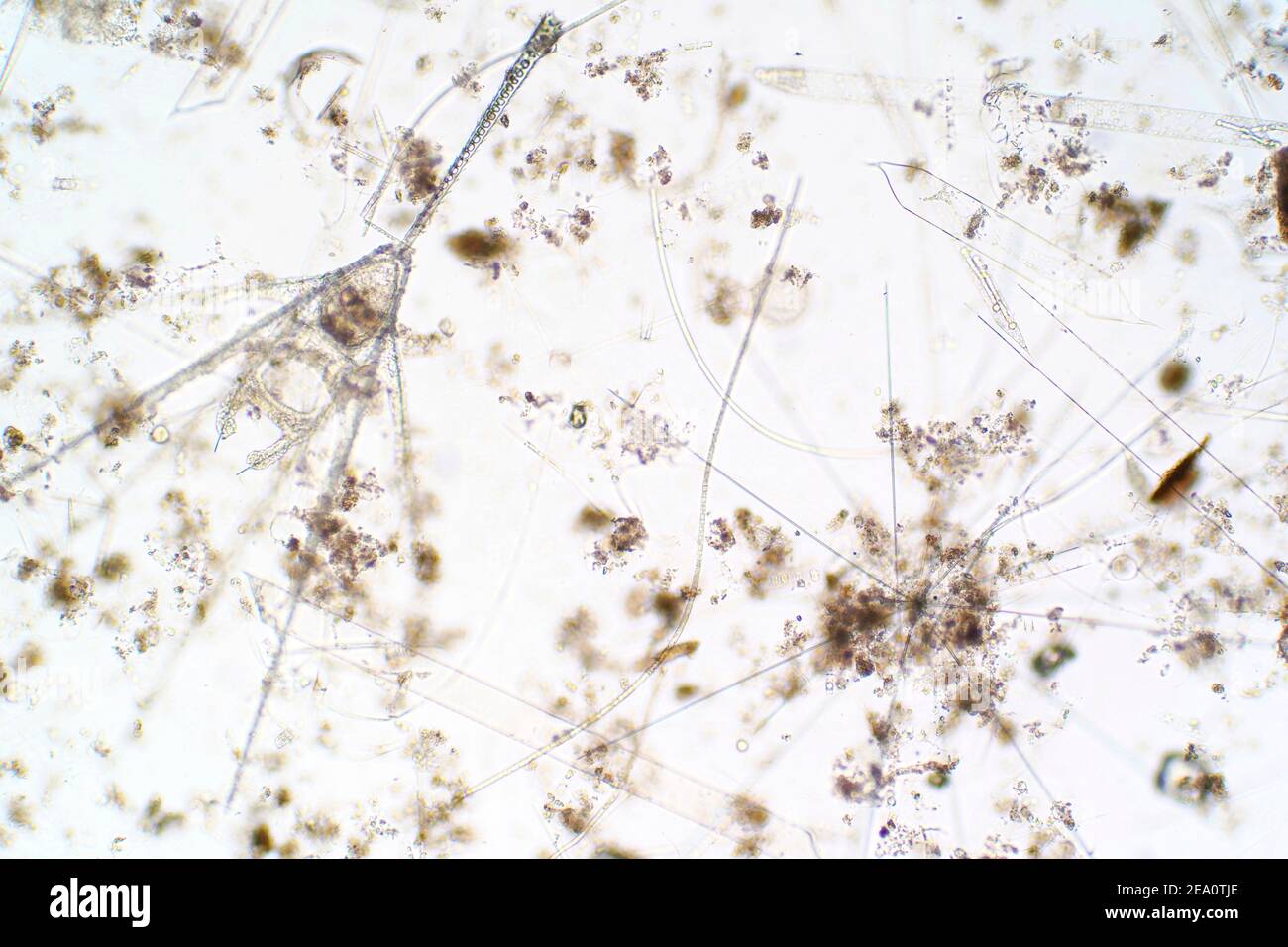 Plancton marino, micrografía ligera Foto de stock