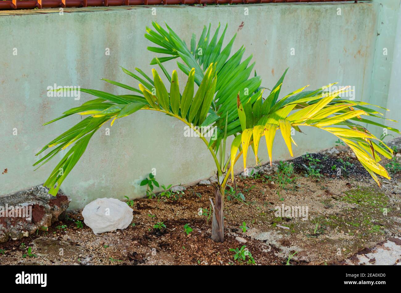 Palmera corta fotografías e imágenes de alta resolución Alamy