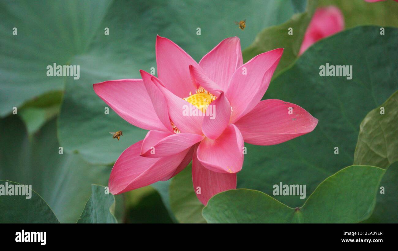 Flores De Loto Fotos De Alta Resolución Fotografía De Stock Alamy