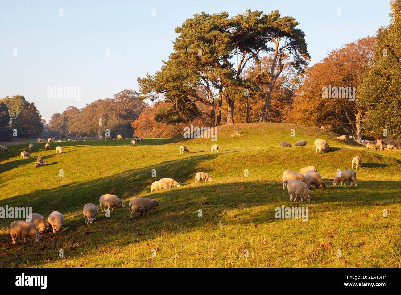 Ovejas pastando en un campo en Winchelsea, East Sussex, Reino Unido Foto de stock