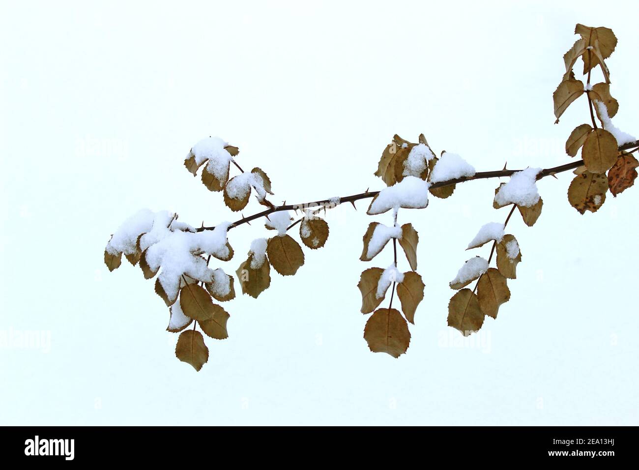 Flores secas en escarcha con gorras de nieve en un nevado antecedentes Foto de stock