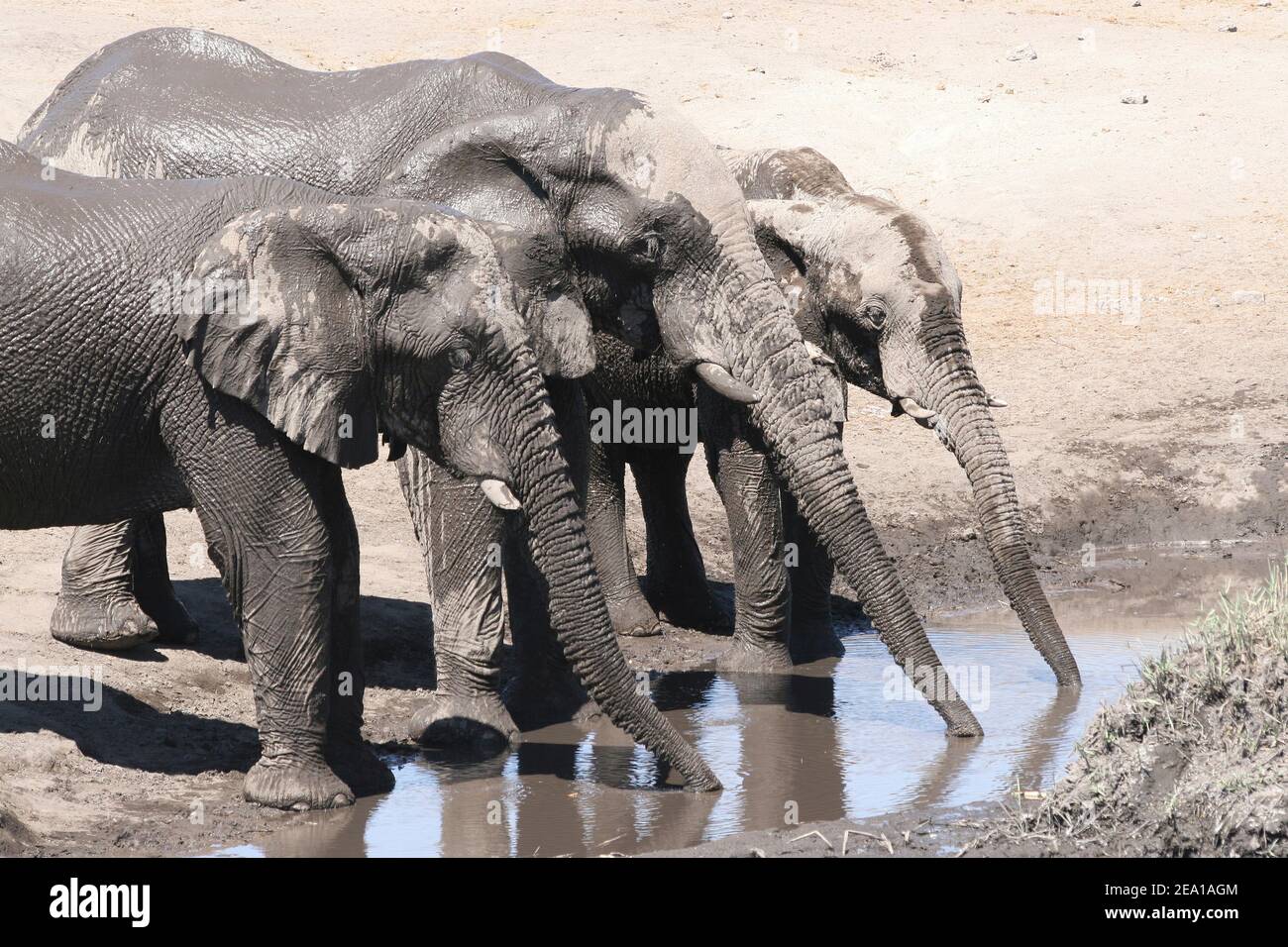 Trío de elefantes cubiertos de barro disfrutando DE una bebida de agua en el Parque Nacional Etosha, Namibia Foto de stock