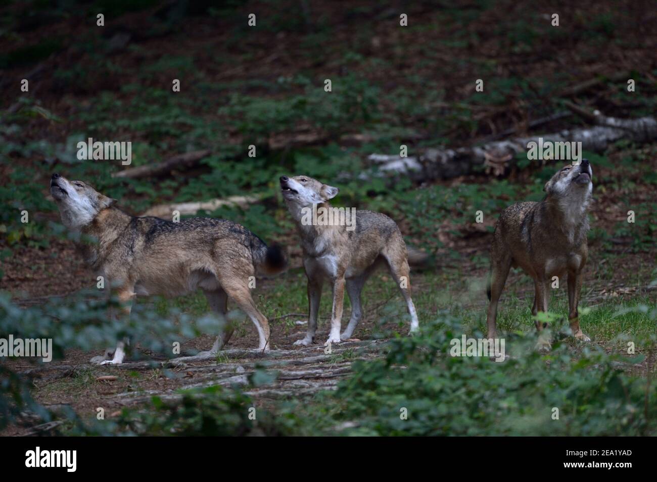 Lobos Eurasiáticos / Lobos grises ( Canis lupus ), paquete de lobos aulladores, paquete de lobos, búho de lobos, Europa. Foto de stock