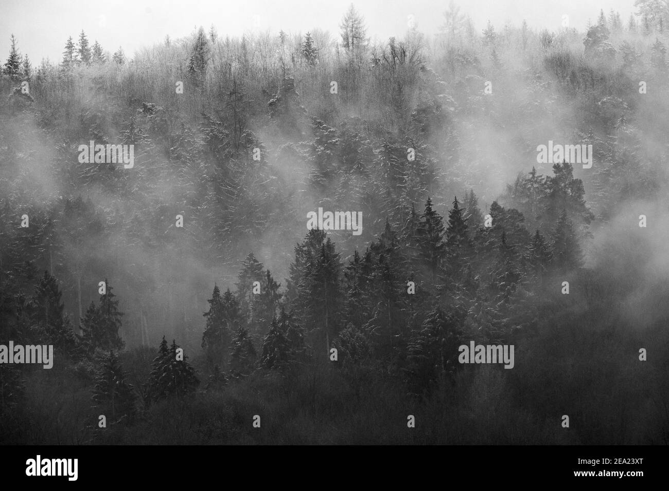 Nebelwald, Hesse, Alemania Foto de stock