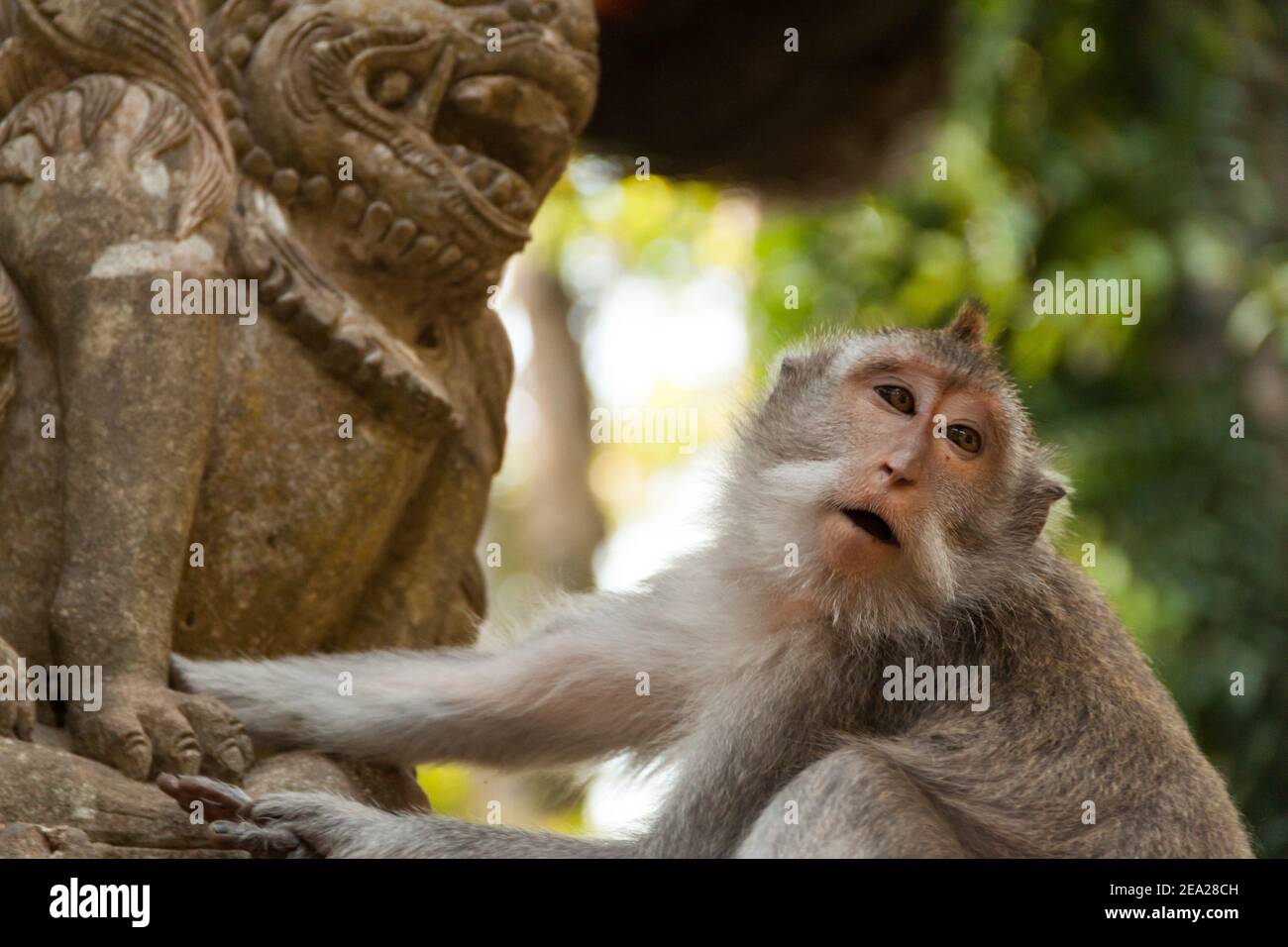 Un primer plano de un lindo macaque de cola larga (macaca fascicularis) Tocando la estatua del guardián de la puerta en el templo de Sangeh Bosque de monos en Bali Foto de stock