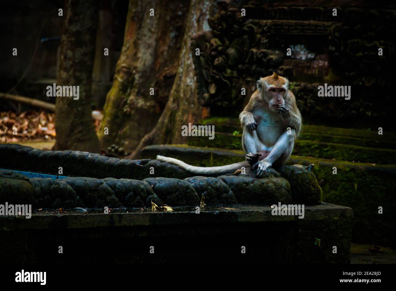 Un macaco que come cangrejo (macaca fascicularis) comer cacahuetes mientras está sentado en la pared Foto de stock