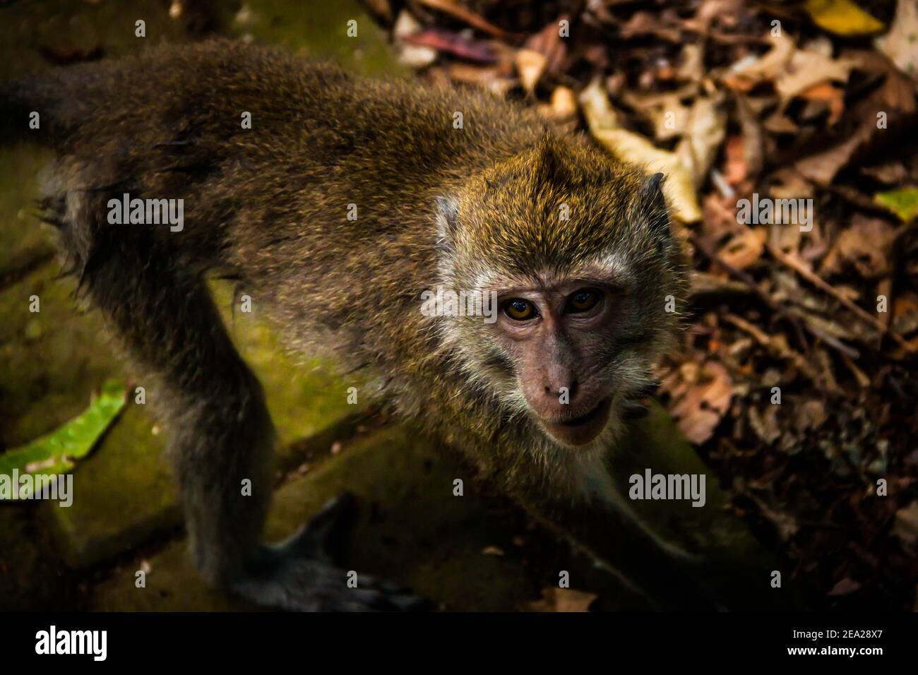 Una imagen de primer plano de la cara de un bebé que come cangrejo macaque (macaca fascicularis) Jugando en el bosque de monos de Sangeh en Bali Foto de stock