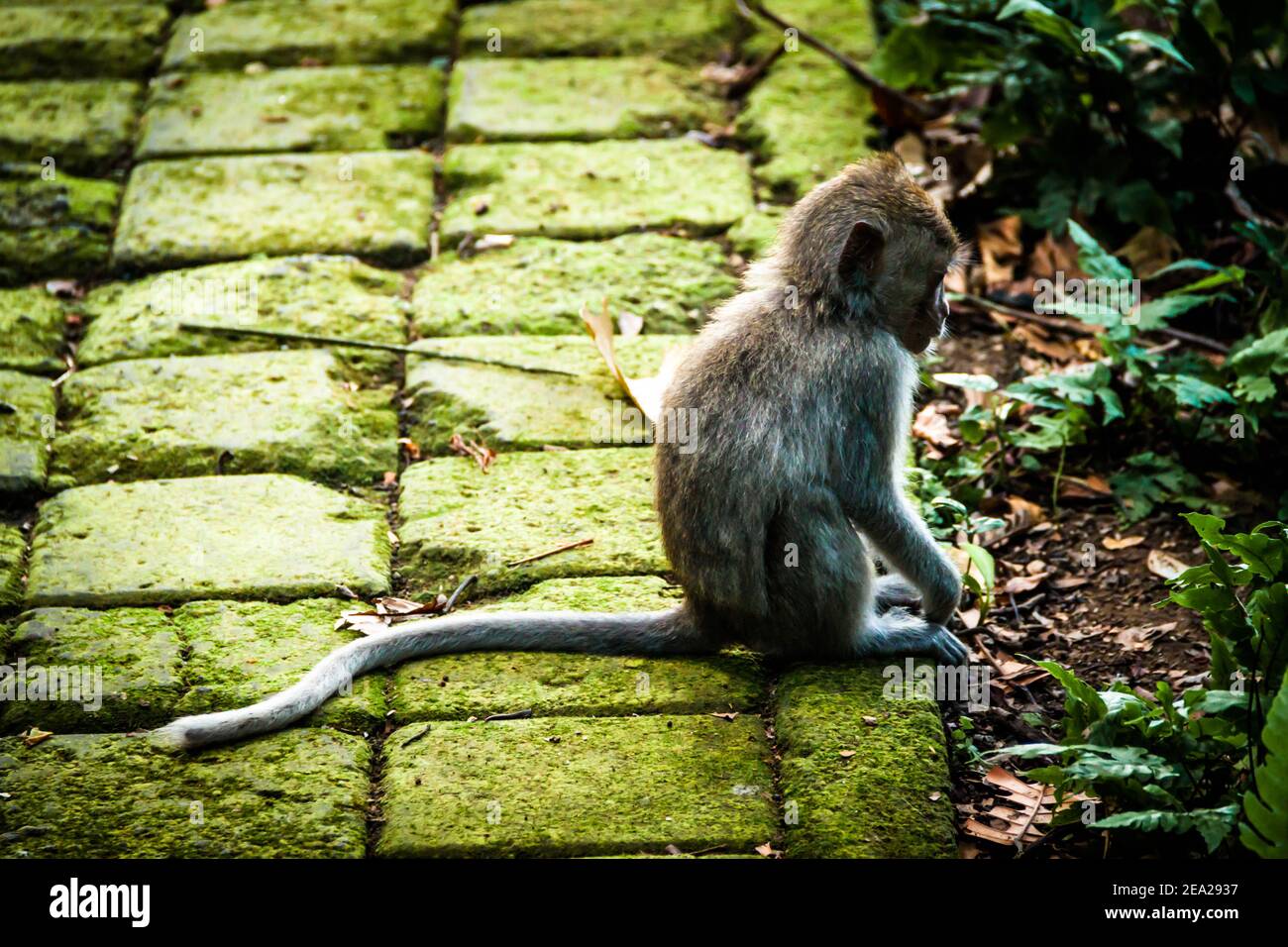 Perfil de un bebé macaque que come cangrejo (macaca fascicularis) En el bosque de monos en Bali Foto de stock