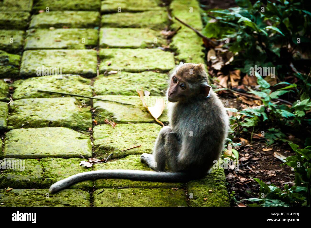 Un macaque de cola larga (macaca fascicularis) Con grandes ojos escondidos de los turistas en el bosque de monos de Sangeh Foto de stock