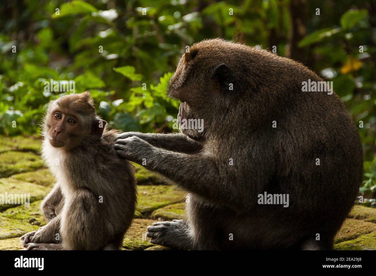 Un primer plano de un macaque que come cangrejo y su preparación para bebés El uno al otro en el bosque de monos de Sangeh en Bali Foto de stock