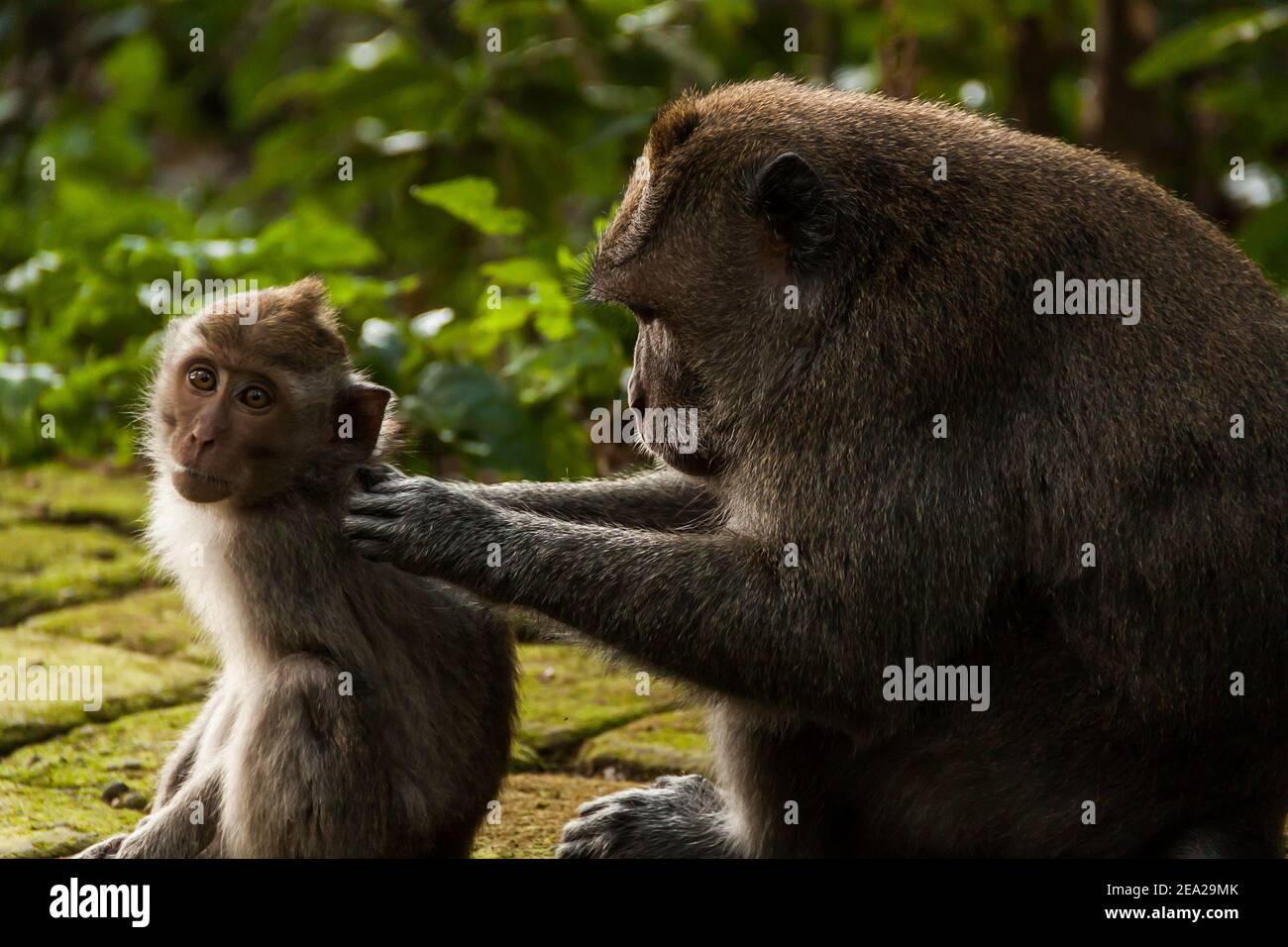 Una madre macaque de cola larga (macaca fascicularis) arregle a su bebé mientras el bebé está mirando Cámara en el bosque de monos de Sangeh en Bali Foto de stock