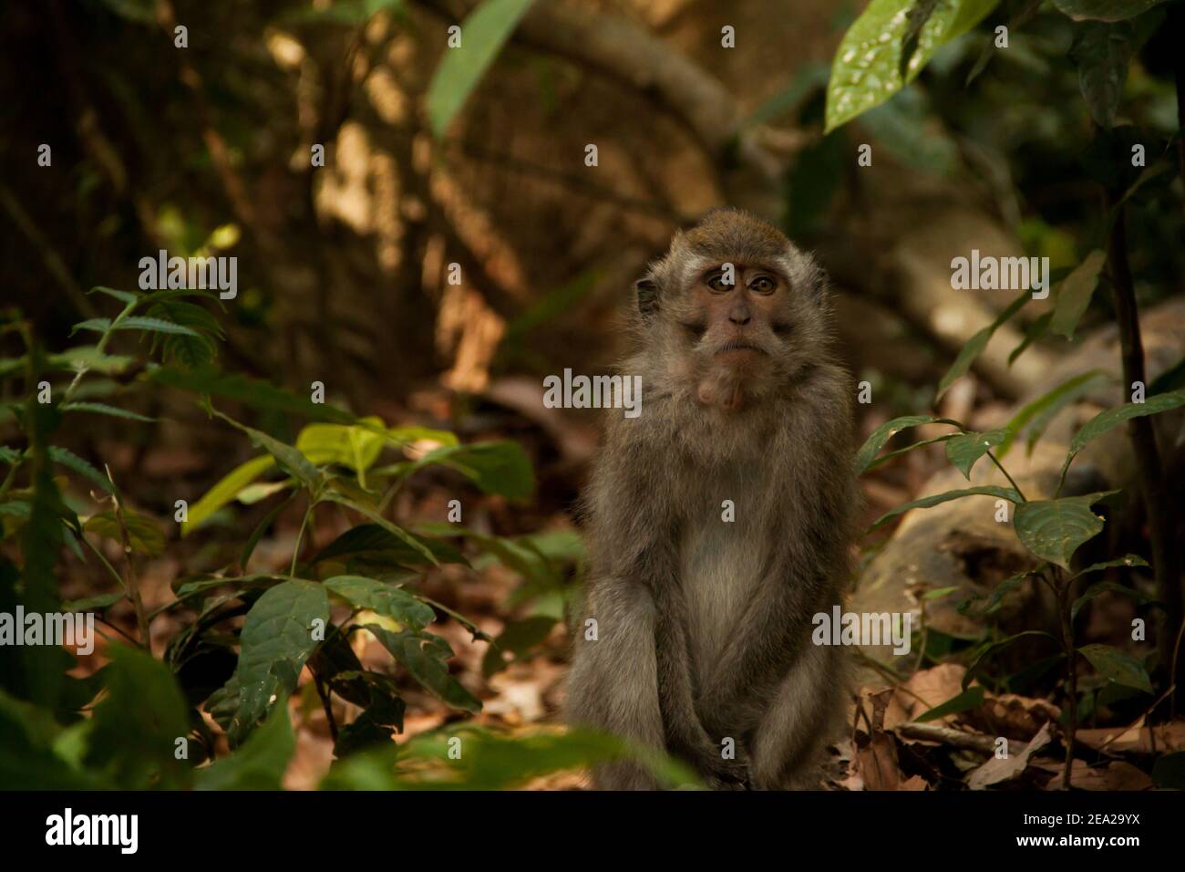 Un macaque de cola larga (macaca fascicularis) triste en Bali Foto de stock