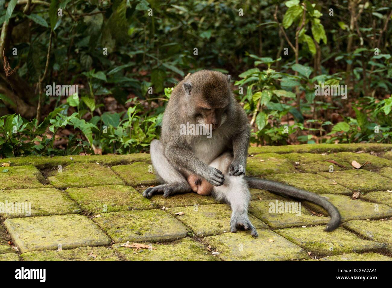 Un macaco macho que come cangrejo (macaca fascicularis) Sentado y gemido en el bosque de monos de Sangeh en Bali Foto de stock