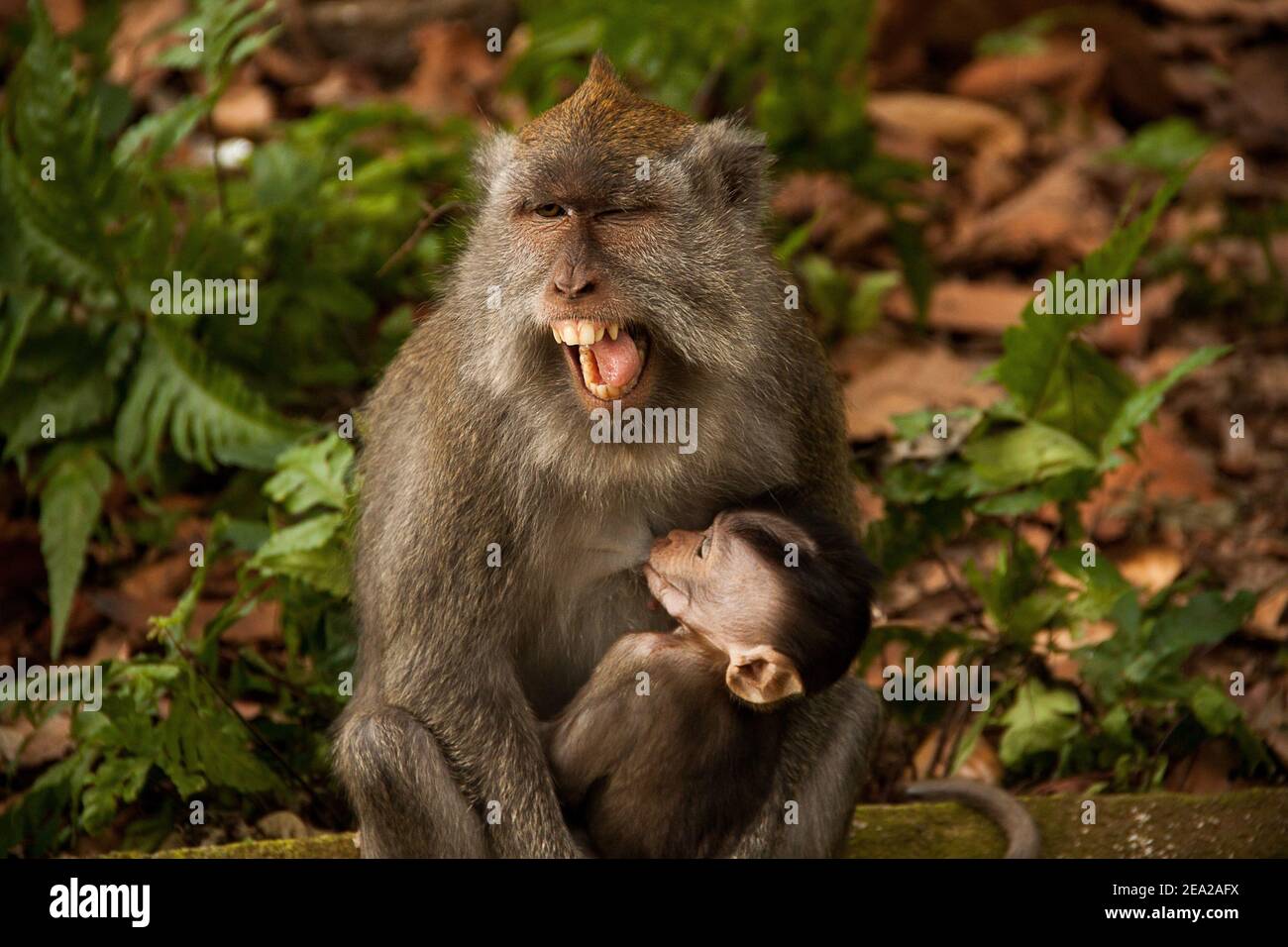 Un macaque de cola larga (macaca fascicularis) está amamantando a su bebé en sus brazos y bostezando con Su boca completamente abierta en el bosque de monos de Sangeh Foto de stock