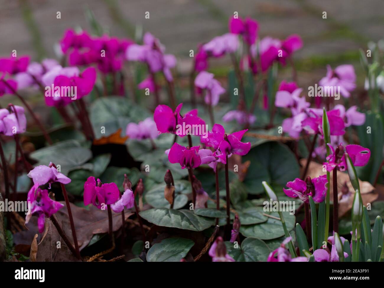 Invierno floración ciclamen fondo con flores en varios tonos de rosa Foto de stock
