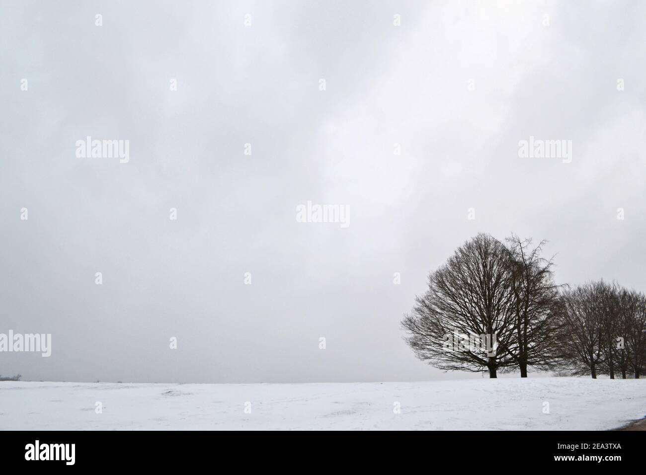 Una sombría escena en medio de la nieve en Knole Park, Sevenoaks, Kent, Inglaterra, 7 de febrero, 2021. Condiciones duras en el campo inglés Foto de stock