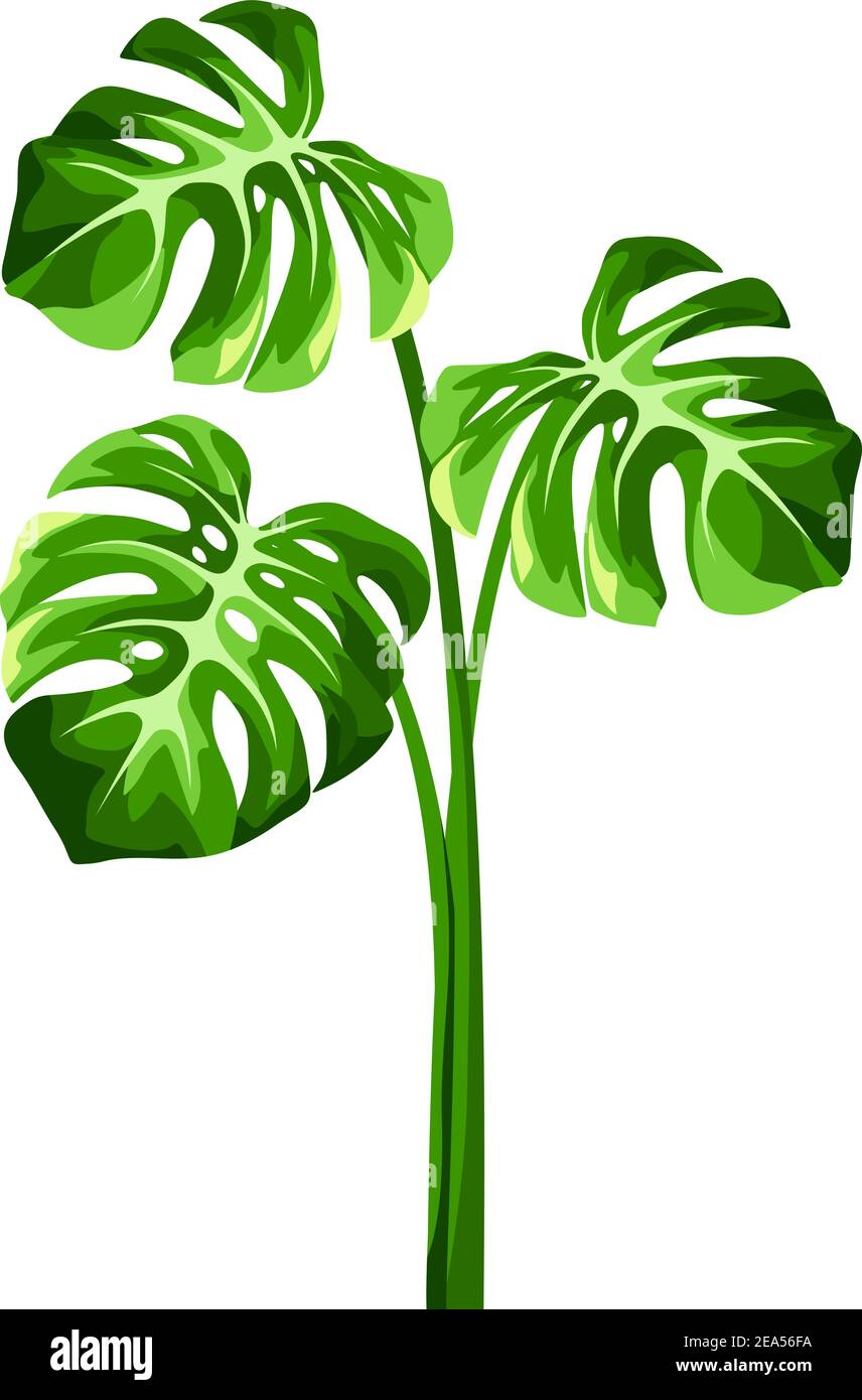 Vector tropical hojas de monstera aisladas sobre un fondo blanco. Ilustración del Vector