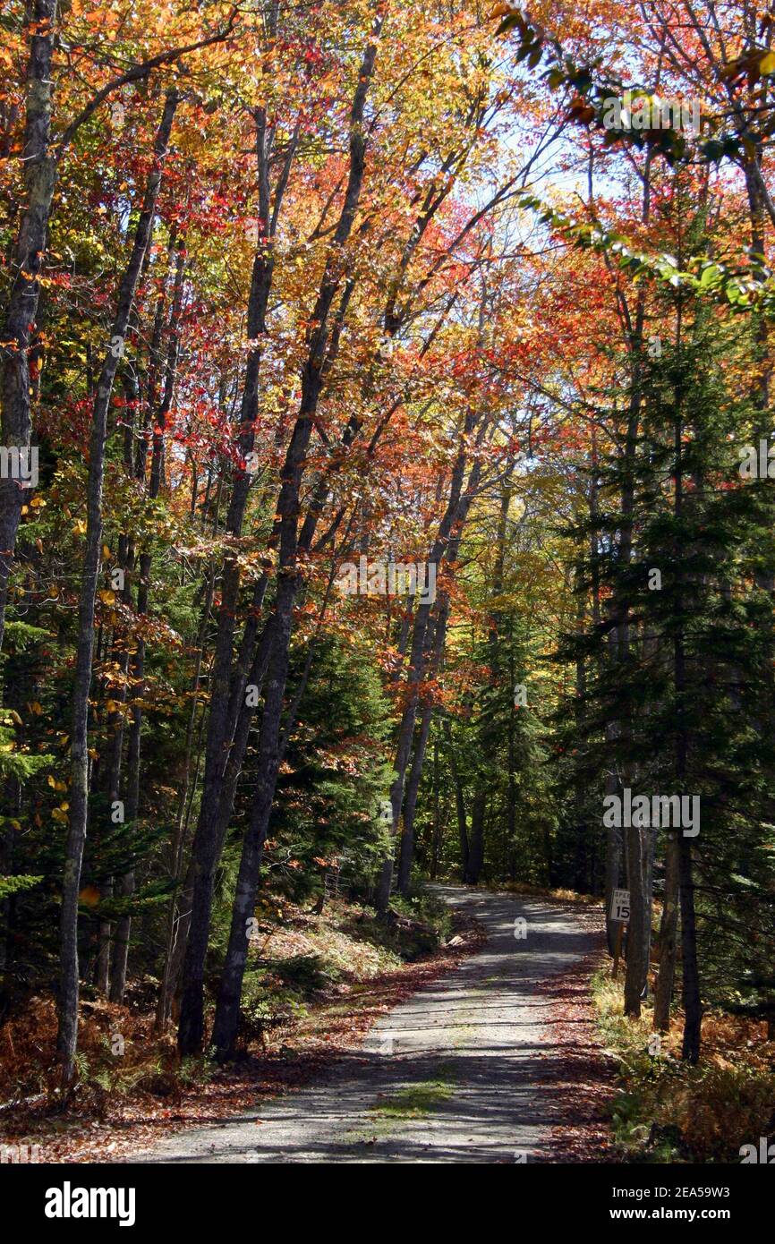 Autumn Road Parque Nacional Acadia, Maine, Estados Unidos Foto de stock
