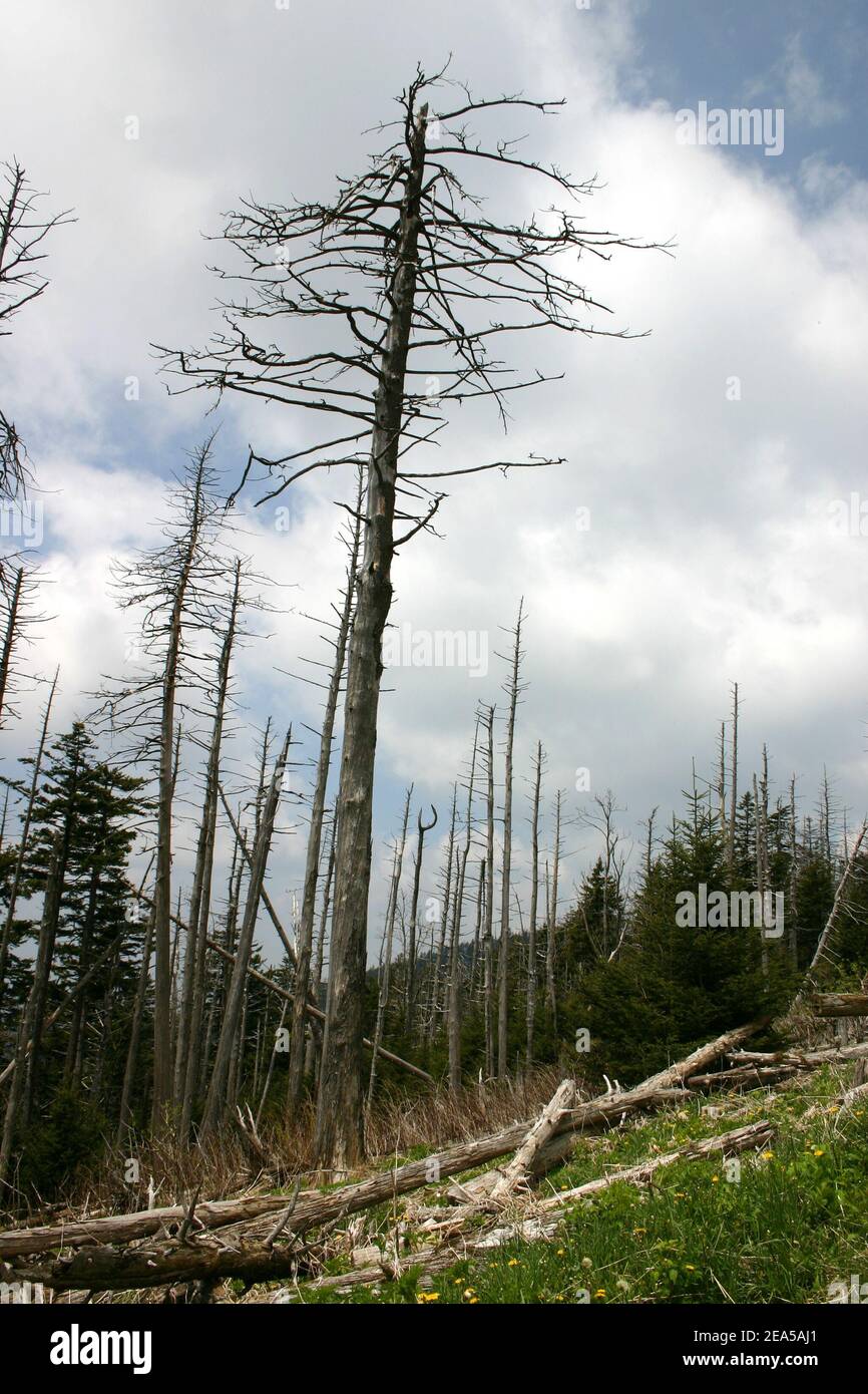 Daños ambientales – Hemlock Woolly Adelgid, Parque Nacional Great Smoky Mountains, EE.UU Foto de stock