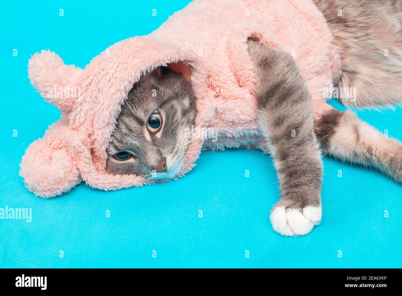 apodo Teórico diferente a Elegante y moderno gato en una sudadera con capucha de felpa de punto con  orejas. Concepto de ropa de invierno para mascotas Fotografía de stock -  Alamy