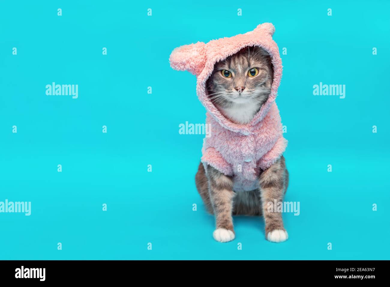 Elegante y moderno gato en una sudadera con capucha de felpa de punto con  orejas. Concepto de ropa de invierno para mascotas Fotografía de stock -  Alamy