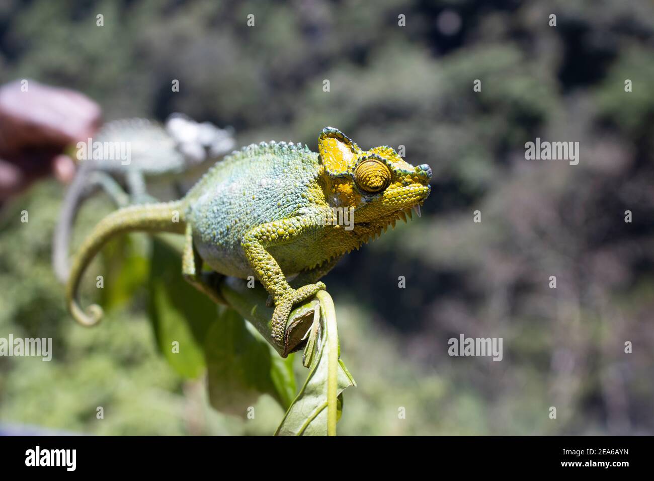 Un dragón empanado verde y amarillo balanceándose en un palo. Foto de stock