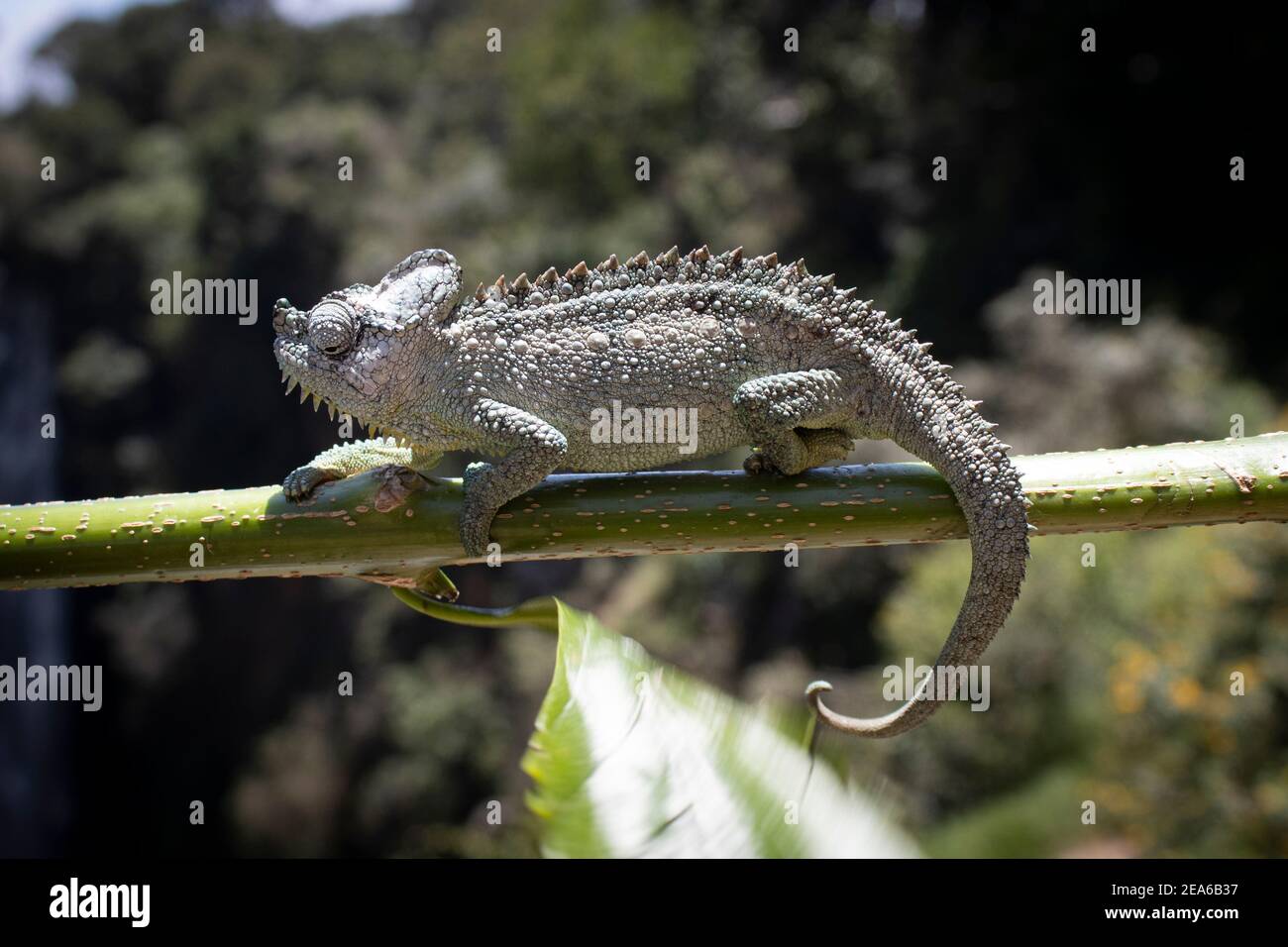 Un dragón gris barbudo balanceándose sobre un palo verde brillante Foto de stock