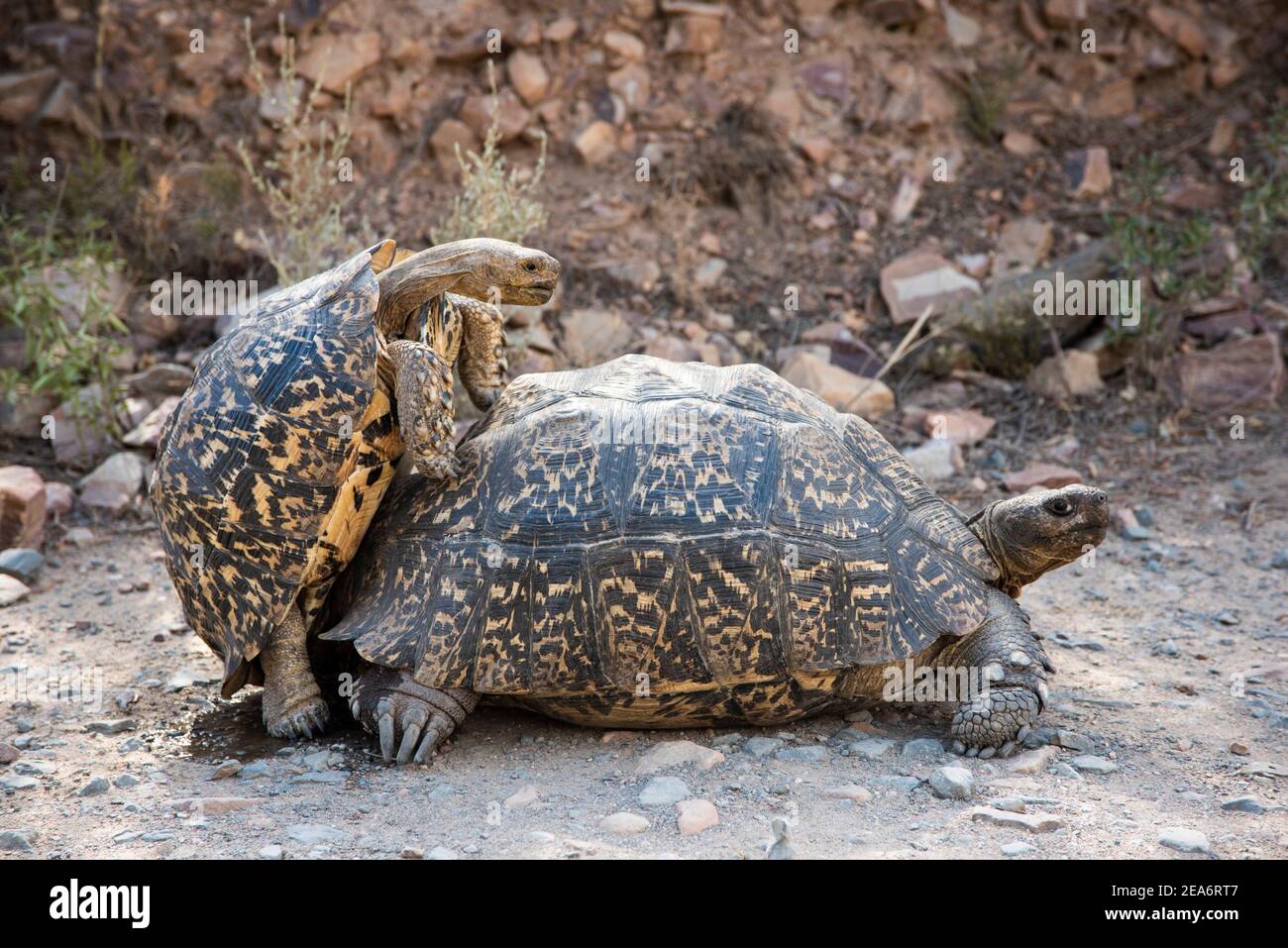 Apareamiento de tortuga leopardo, Geochelone pardalis, Baviaanskloof, Sudáfrica Foto de stock