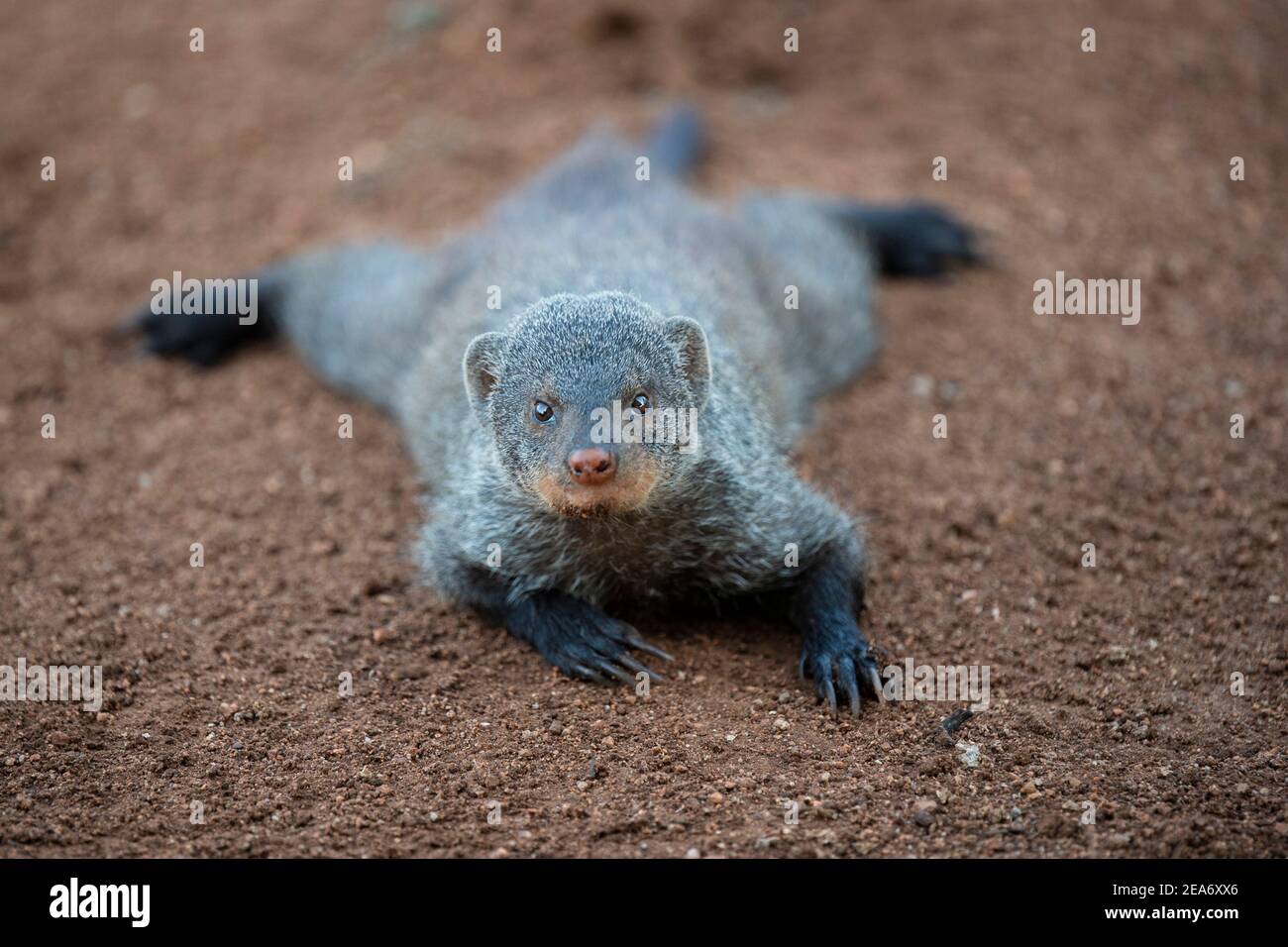 Ganso bandado, Mungos mungo, Parque Nacional Kruger, Sudáfrica Foto de stock