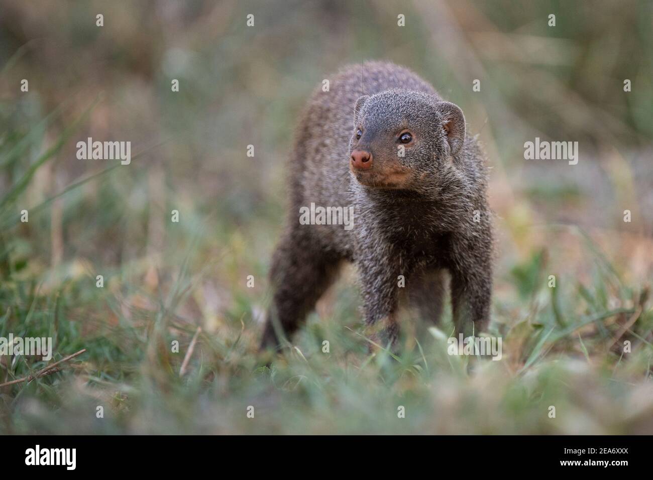 Ganso bandado, Mungos mungo, Parque Nacional Kruger, Sudáfrica Foto de stock