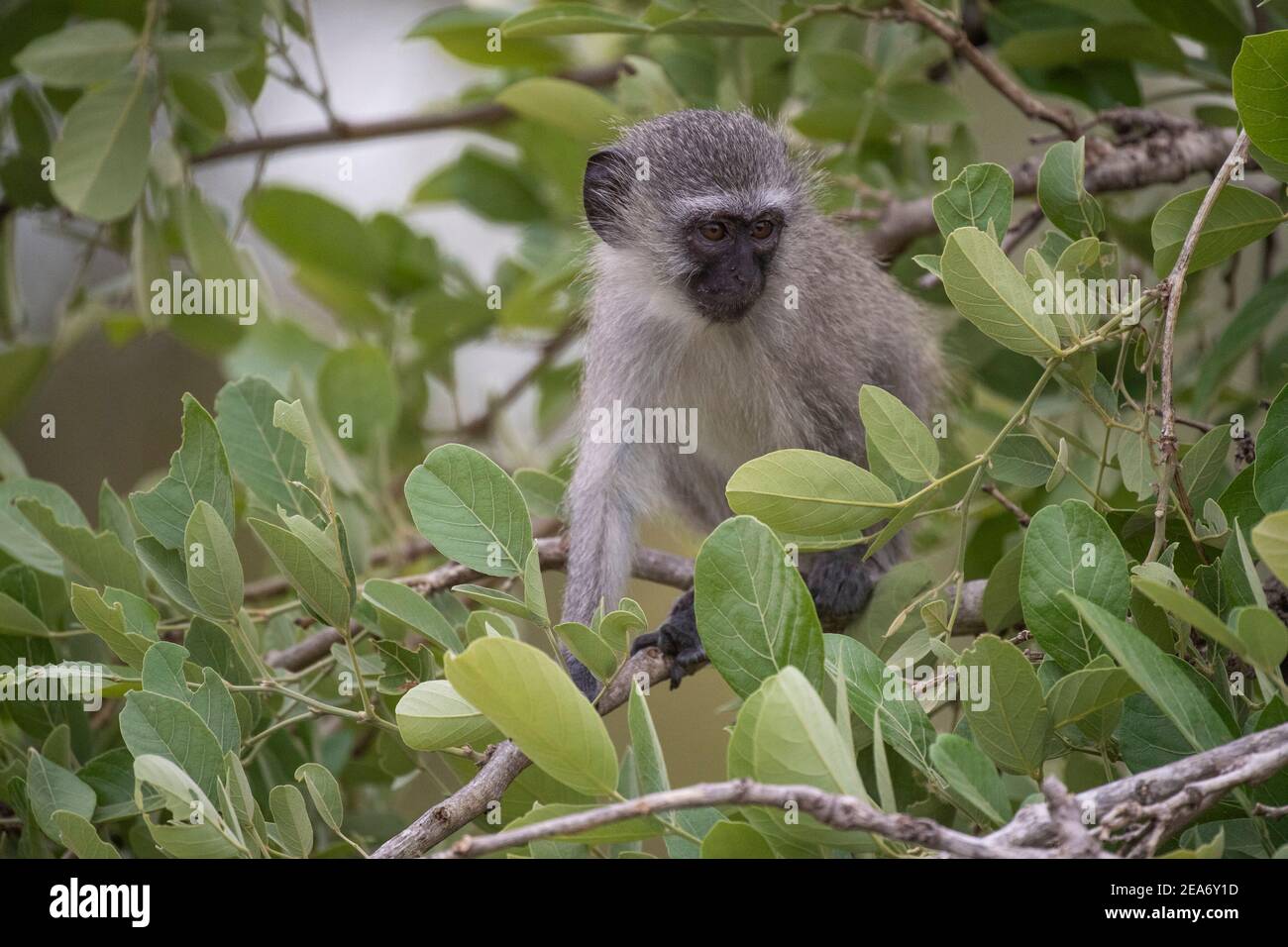 Mono vervet, Cercopithecus aethiops, Parque Nacional Kruger, Sudáfrica Foto de stock