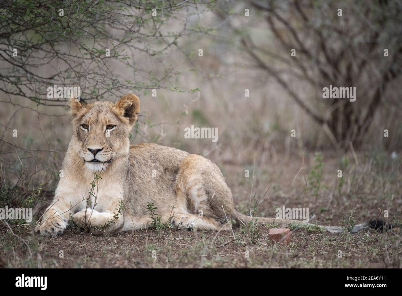 Cachorro de león, Panthero leo, Parque Nacional Kruger, Sudáfrica Foto de stock