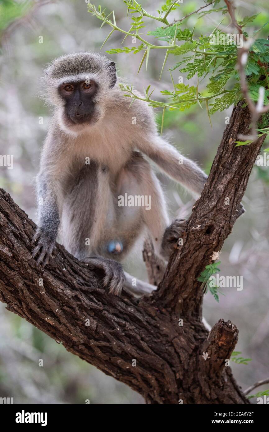 Mono vervet, Cercopithecus aethiops, Parque Nacional Kruger, Sudáfrica Foto de stock