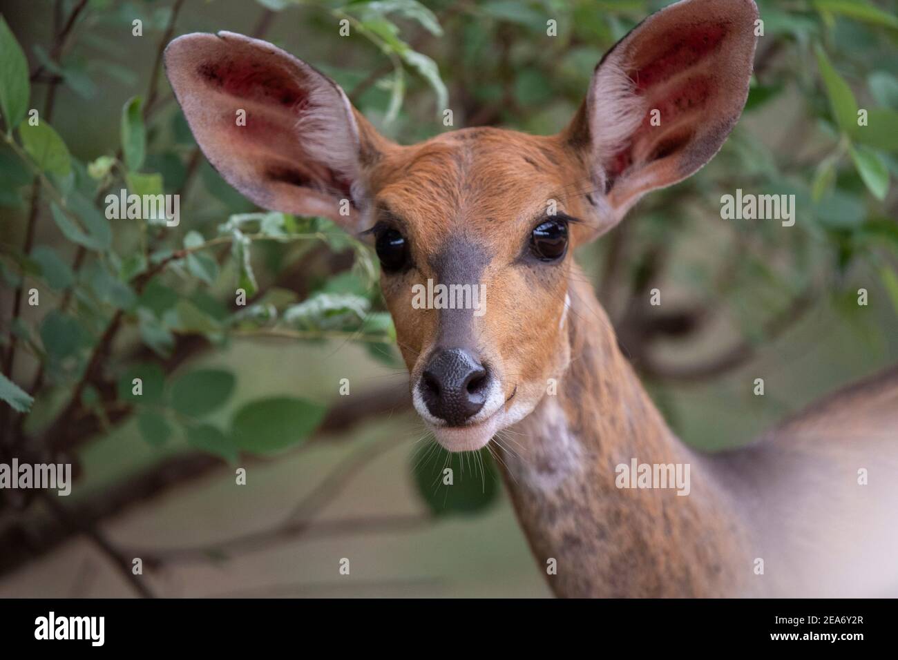 El Bushbuck, Tragelaphus scriptus, el Parque Nacional Kruger, Sudáfrica Foto de stock