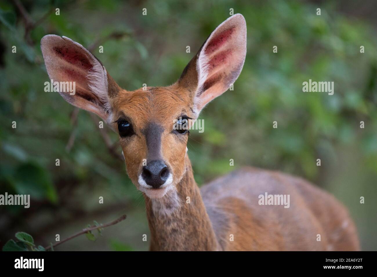 El Bushbuck, Tragelaphus scriptus, el Parque Nacional Kruger, Sudáfrica Foto de stock