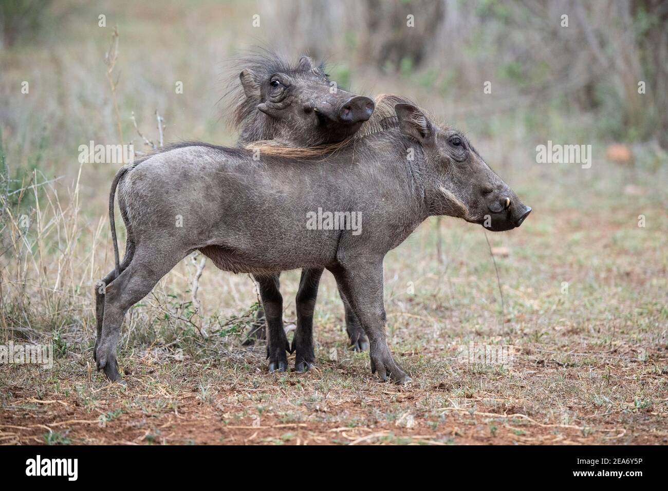 Jovencitos jugando, Phacochoerus africanus, Parque Nacional Kruger, Sudáfrica Foto de stock