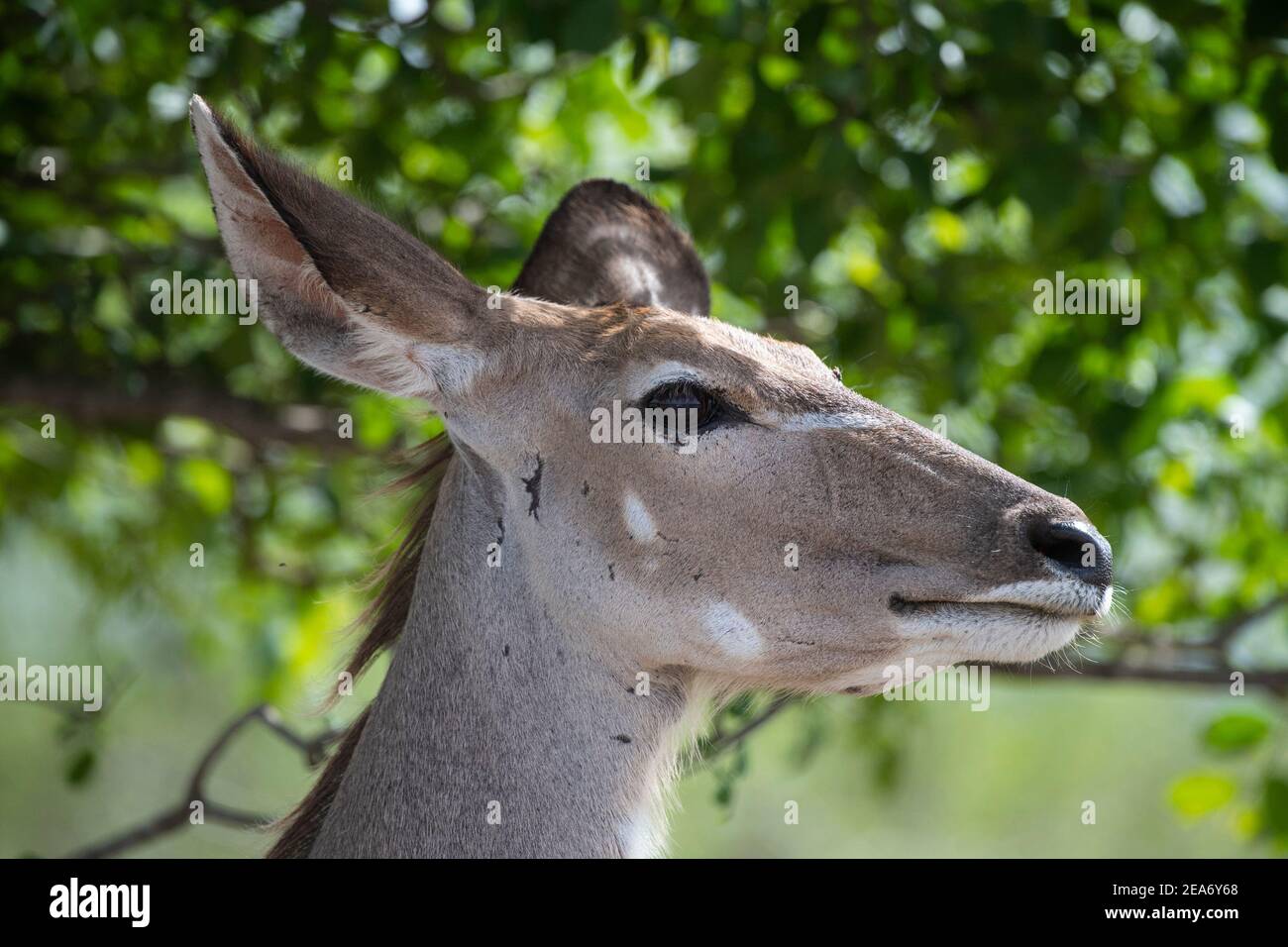 Mayor Femenina, Tragelaphus strepsiceros kudu, el Parque Nacional Kruger, Sudáfrica Foto de stock