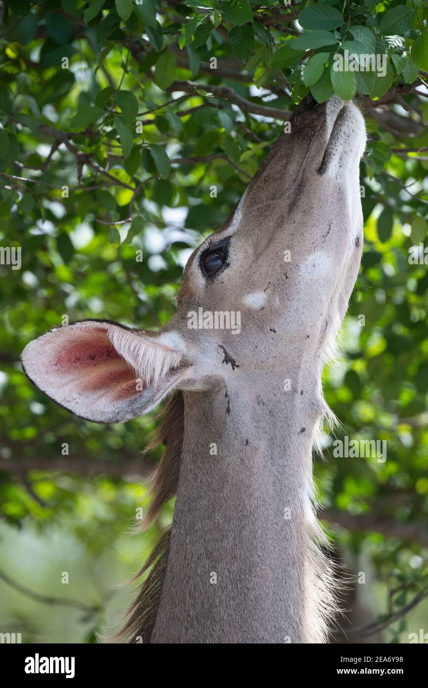 Mujer mayor kudu navegación, Tragelaphus estrepicémiceros, Parque Nacional Kruger, Sudáfrica Foto de stock