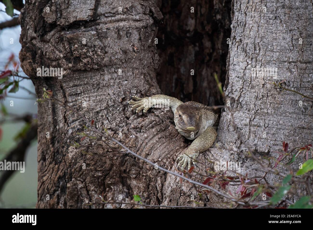 Monitor del Nilo sentado en un árbol, Vanellus niloticus, Parque Nacional Kruger, Sudáfrica Foto de stock