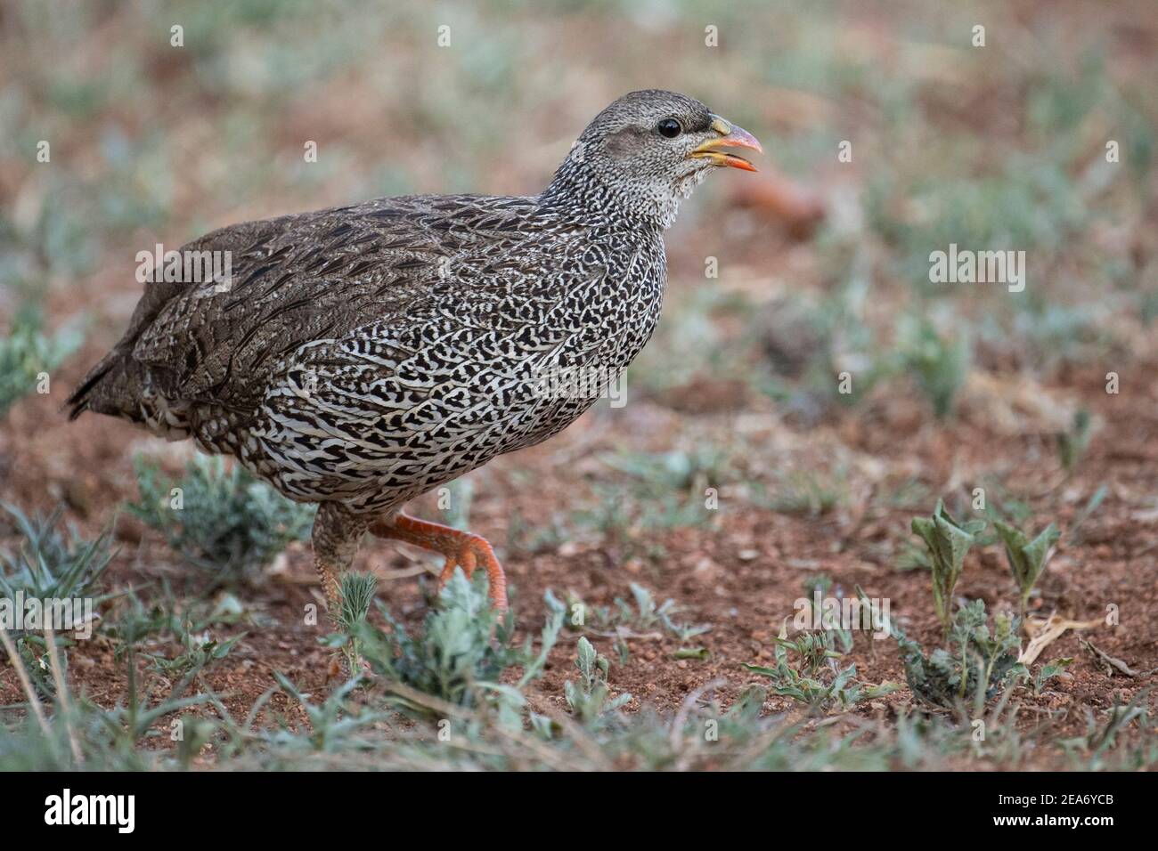 Pternistis natalensis, Parque Nacional Kruger, Sudáfrica Foto de stock