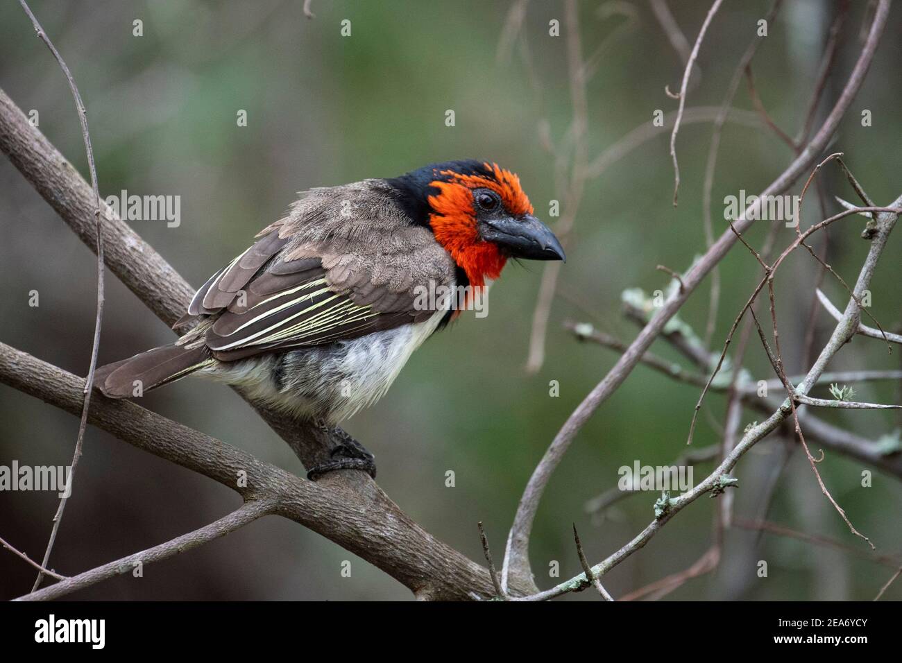 barbet de cuello negro, Lybius torquatus, Parque Nacional Kruger, Sudáfrica Foto de stock