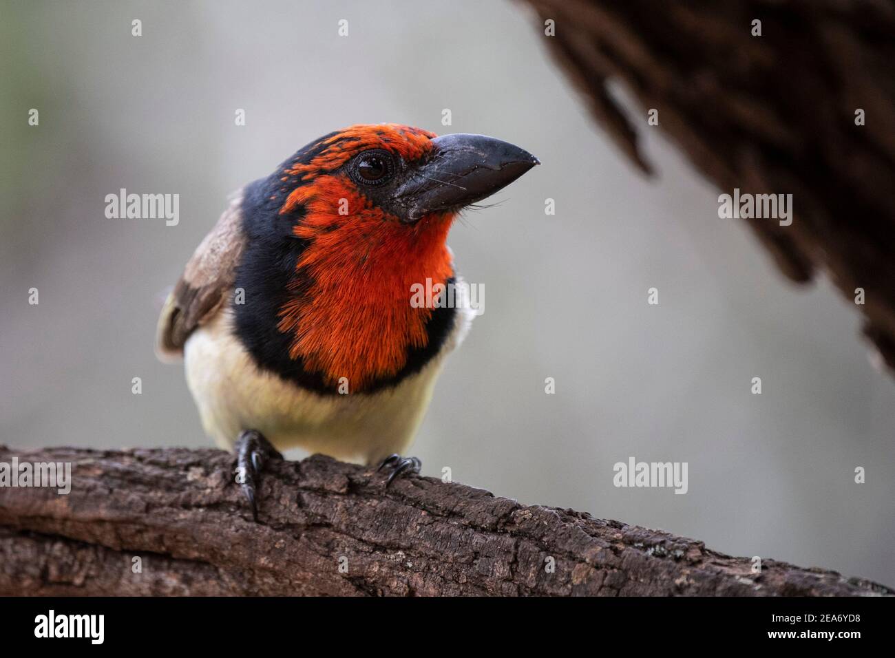 barbet de cuello negro, Lybius torquatus, Parque Nacional Kruger, Sudáfrica Foto de stock