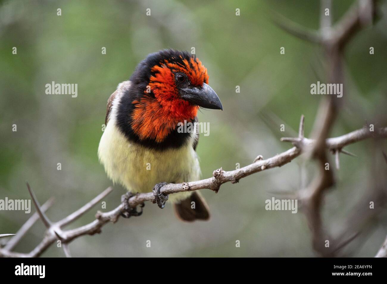 barbet de cuello negro, Lybius torquatus, Parque Nacional Kruger, Sudáfrica Foto de stock