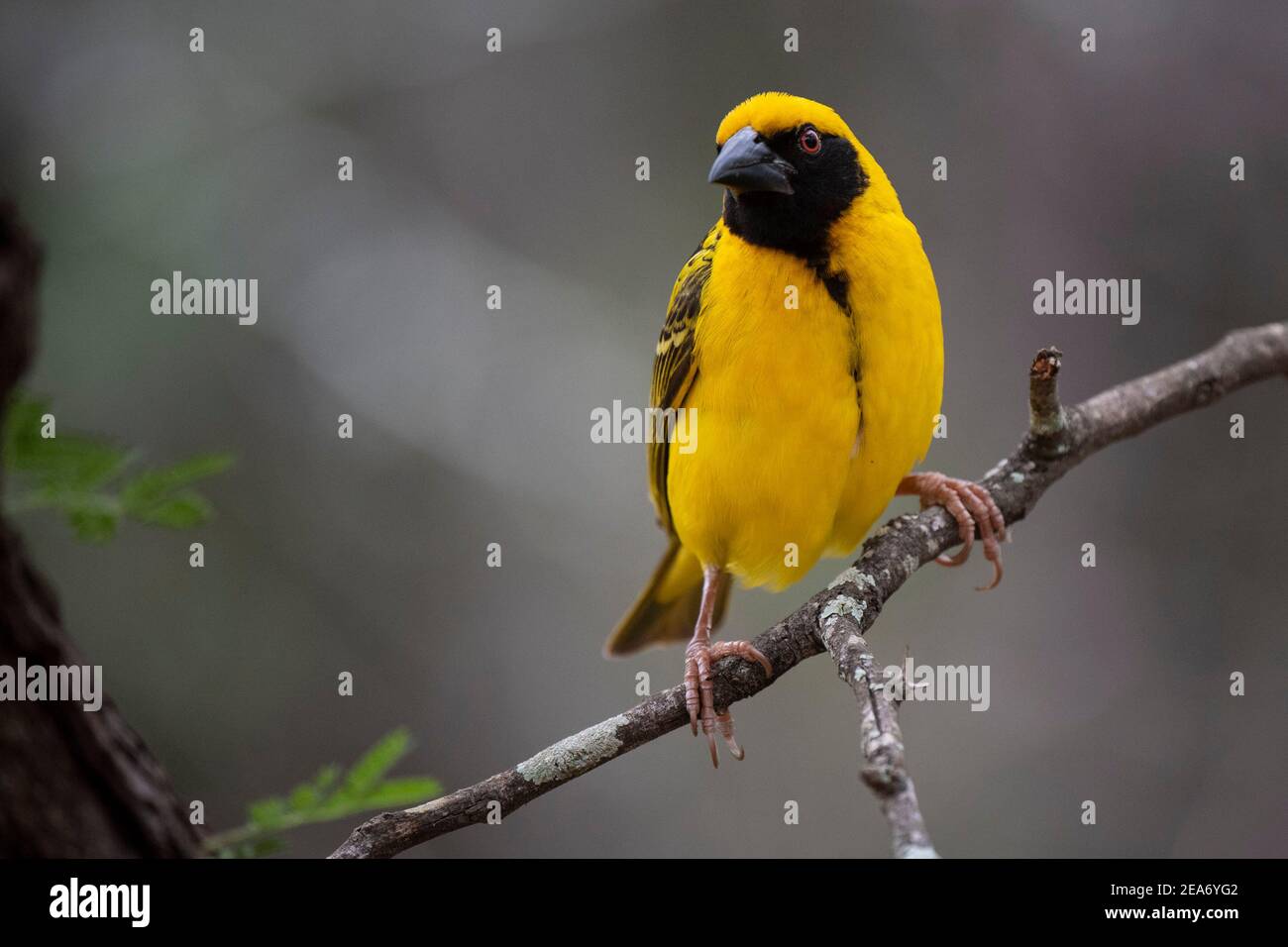Tejedor de aldea, Ploceus cullatus, Parque Nacional Kruger, Sudáfrica Foto de stock