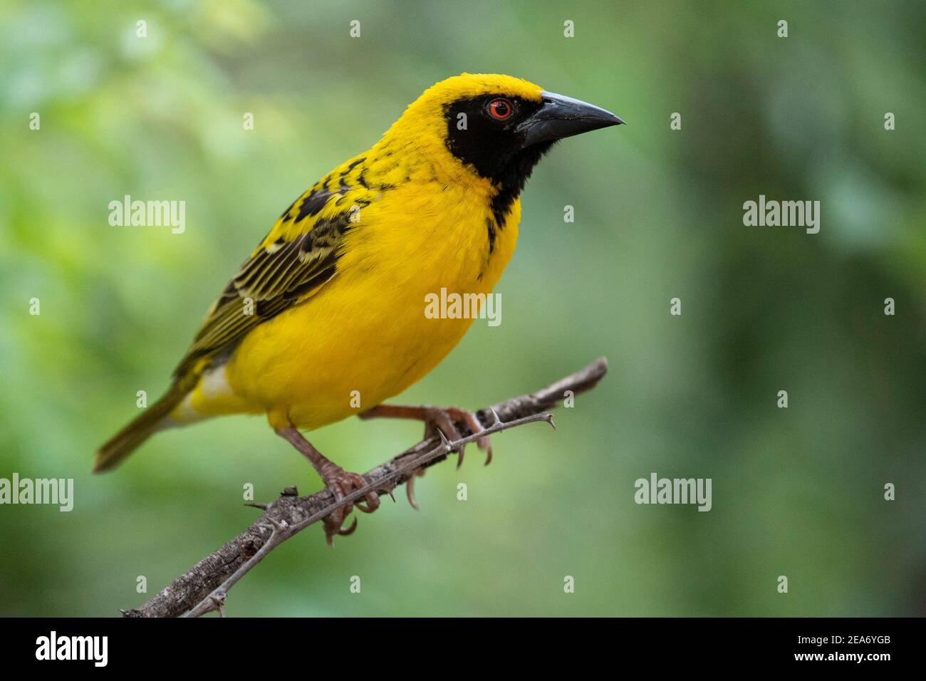 Tejedor de aldea, Ploceus cullatus, Parque Nacional Kruger, Sudáfrica Foto de stock