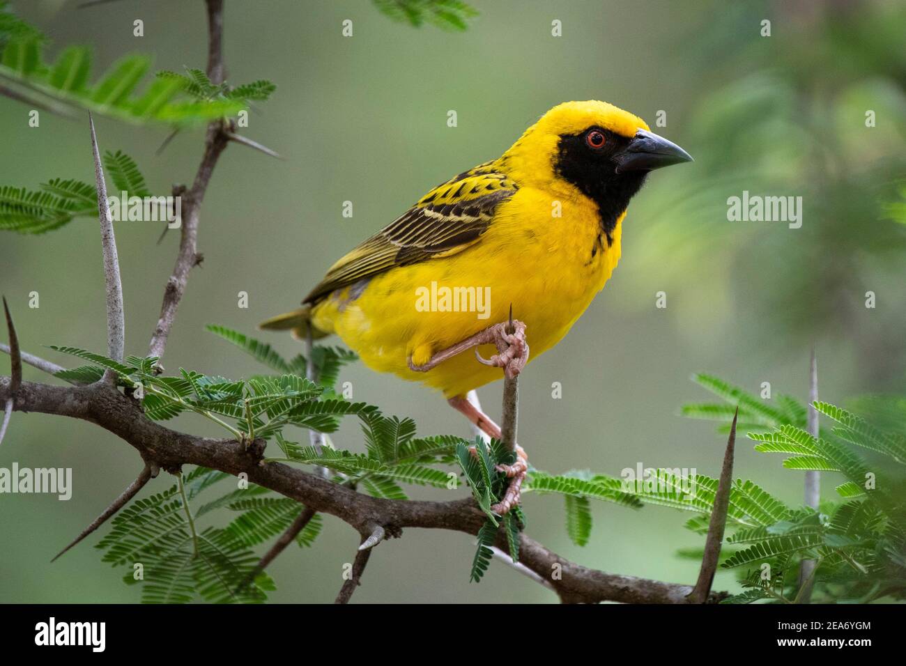 Tejedor de aldea, Ploceus cullatus, Parque Nacional Kruger, Sudáfrica Foto de stock