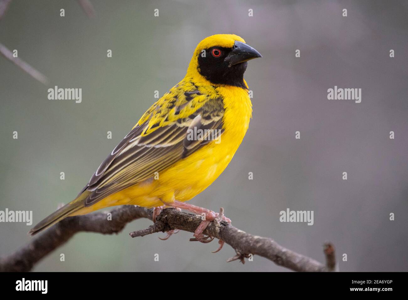 Tejedor de aldea, Ploceus cullatus, Parque Nacional Kruger, Sudáfrica Foto de stock