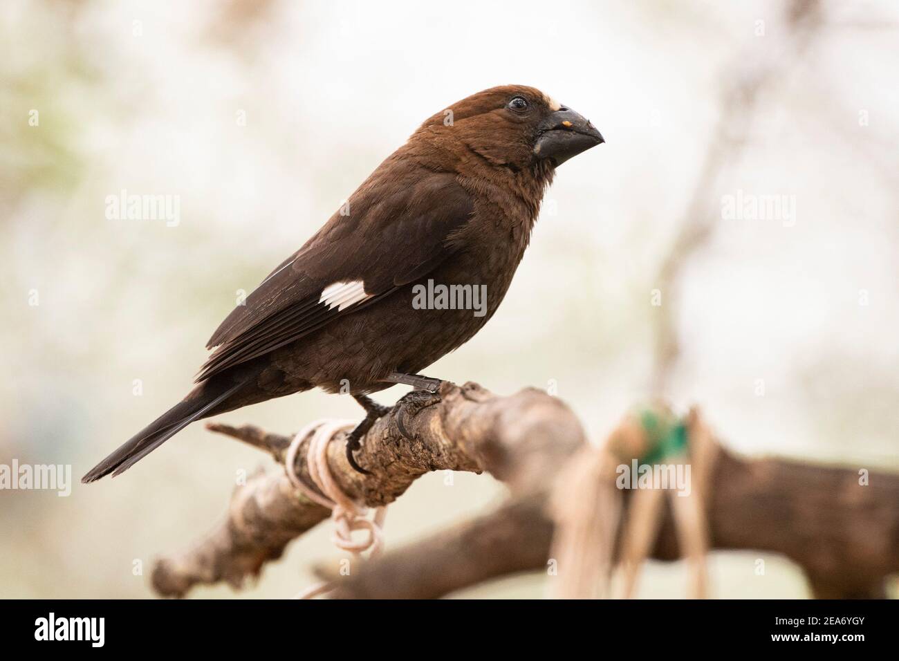 Tejedor de pico grueso, Amblyospiza albifrons, Parque Nacional Kruger, Sudáfrica Foto de stock